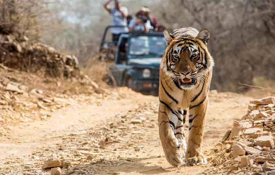 11 Days Rajasthan Wildlife Tour