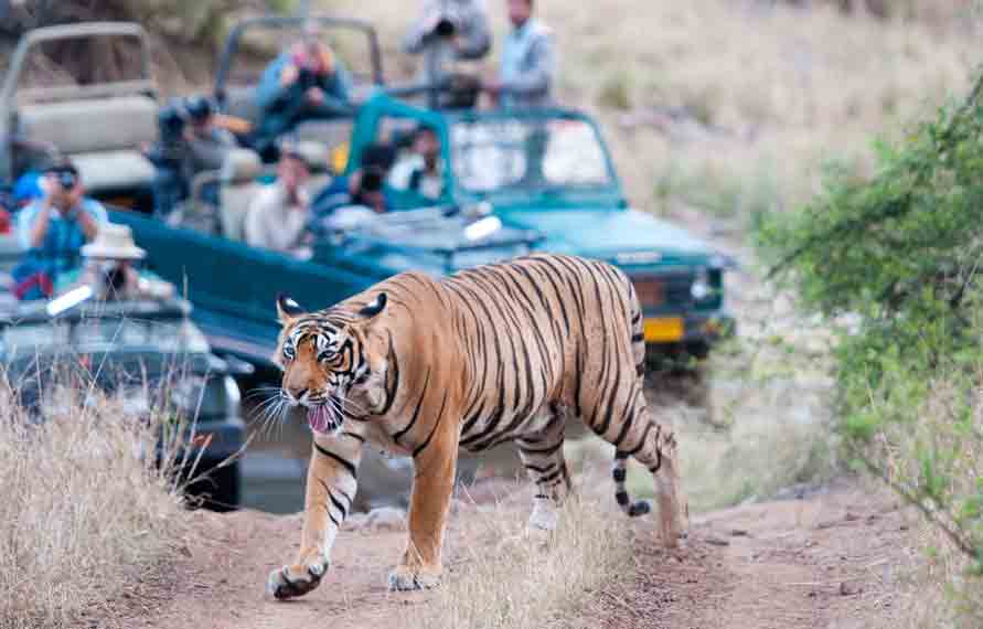 Golden Triangle Tour with Ranthambore 8D 7N