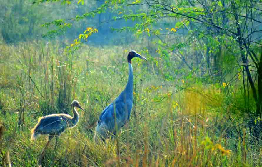 North India Wildlife Tour