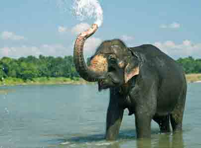 Wildlife Tours India, Wildlife Holidays, Wildlife in India